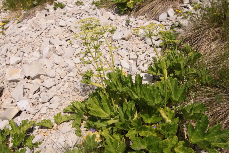 in alta quota nei miei Sibillini